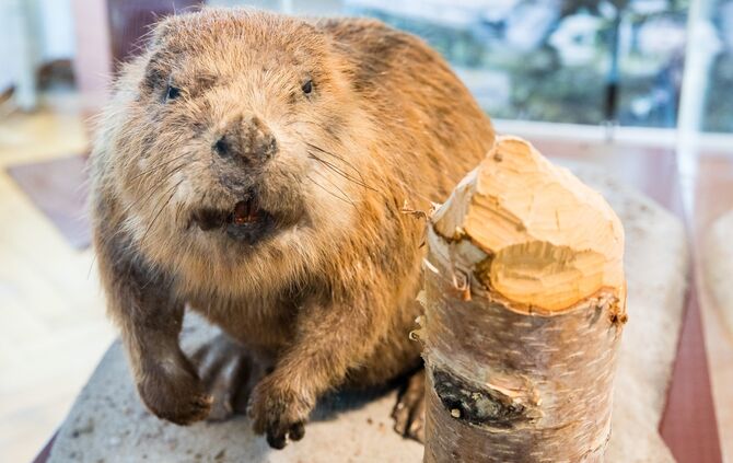 Museum Welzheim mit der Biber Sonderausstellung, 26.07.2024.