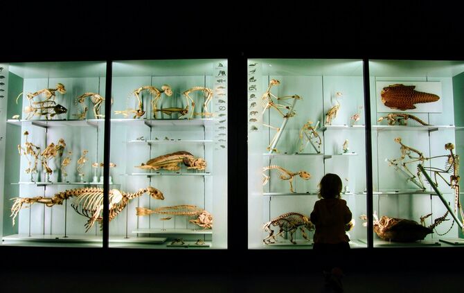 Kind Museum Naturkundemuseum Symbol Symbolbild