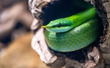 Die Vietnamesische Langnasennatter ist eine der auffälligsten Schlangenarten der Wilhelma.