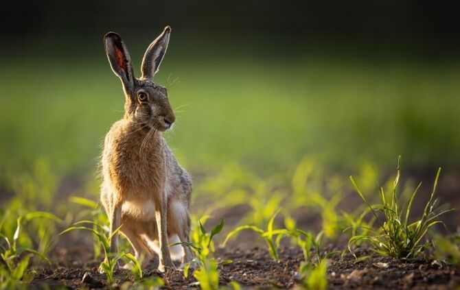 Feldhase