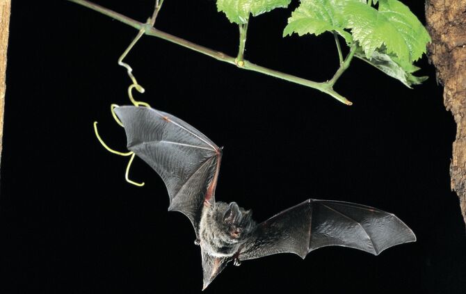 Mopsfledermaus