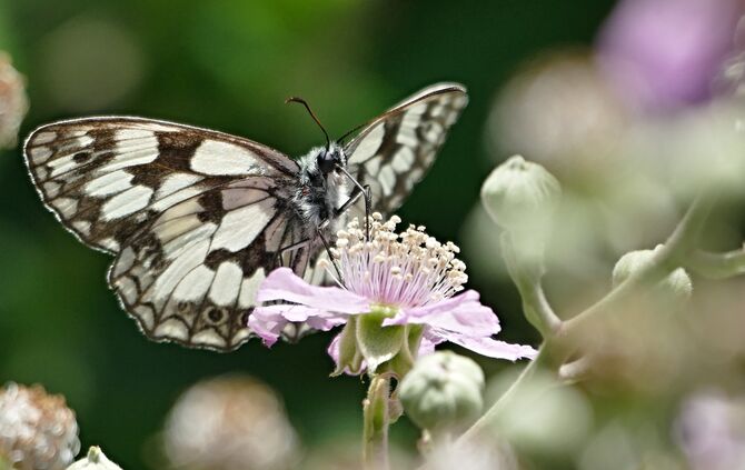 Schmetterling  Schachbrett