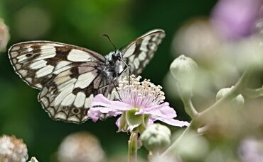 Schmetterling  Schachbrett