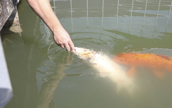 Fische im Ziegeleiseebad