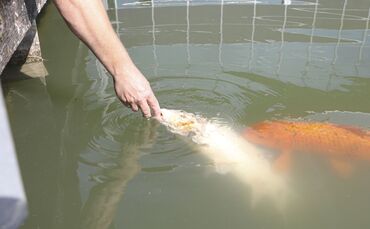 Fische im Ziegeleiseebad