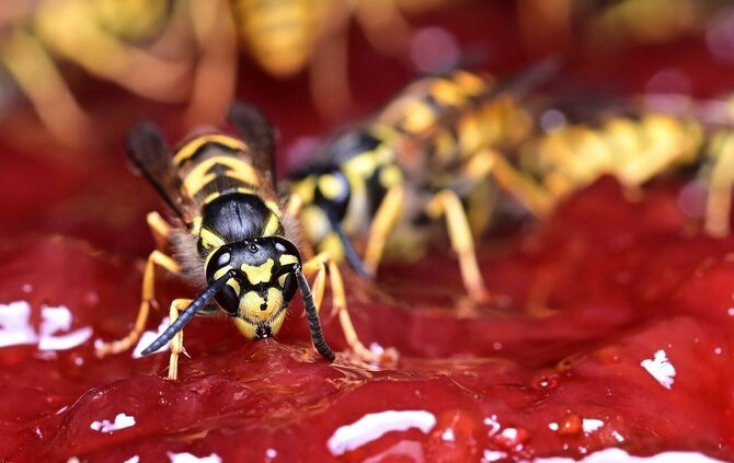 Wespe Marmelade