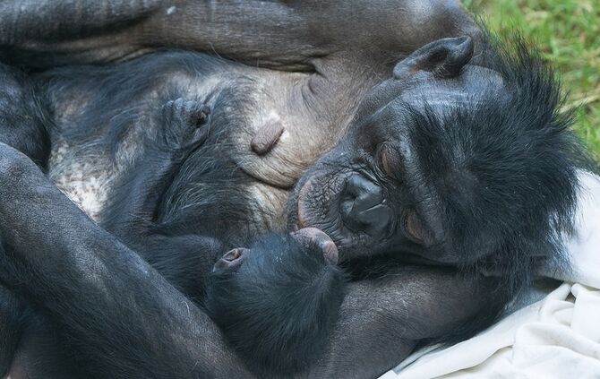 KW35c Babyglück bei den Bonobos (Bild 3)