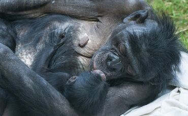 KW35c Babyglück bei den Bonobos (Bild 3)