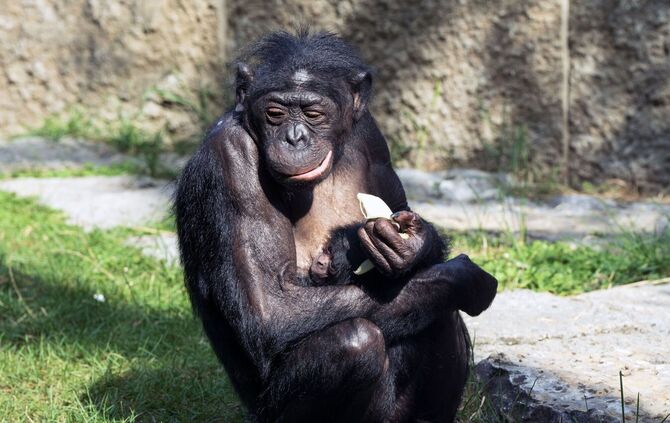 KW35c Babyglück bei den Bonobos (Bild 1)