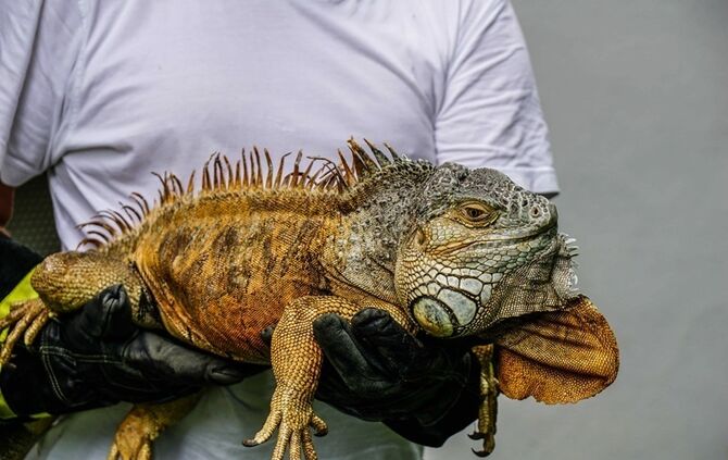 Leguan Freddy auf Entdeckungstour – Feuerwehr holt ihn vom Baum - Bild 05_0