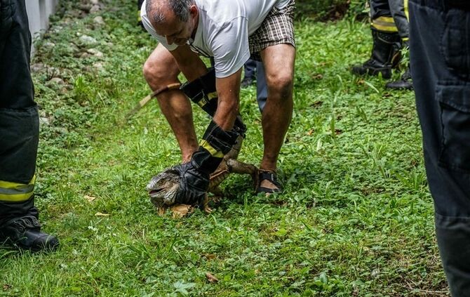 Leguan Freddy auf Entdeckungstour – Feuerwehr holt ihn vom Baum - Bild 02_2
