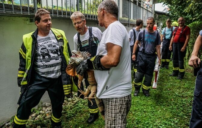 Leguan Freddy auf Entdeckungstour – Feuerwehr holt ihn vom Baum - Bild 03_3