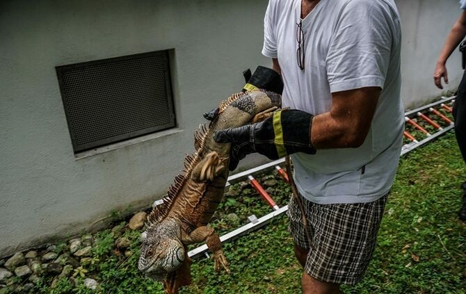 Leguan Freddy auf Entdeckungstour – Feuerwehr holt ihn vom Baum - Bild 04_4