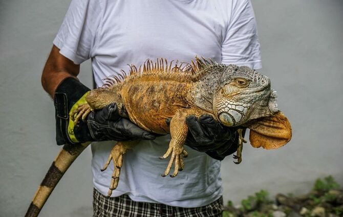 Leguan Freddy auf Entdeckungstour – Feuerwehr holt ihn vom Baum - Bild 06_5