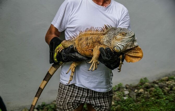 Leguan Freddy auf Entdeckungstour – Feuerwehr holt ihn vom Baum - Bild 07_6