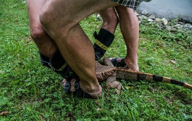 Leguan Freddy auf Entdeckungstour – Feuerwehr holt ihn vom Baum - Bild 09_8