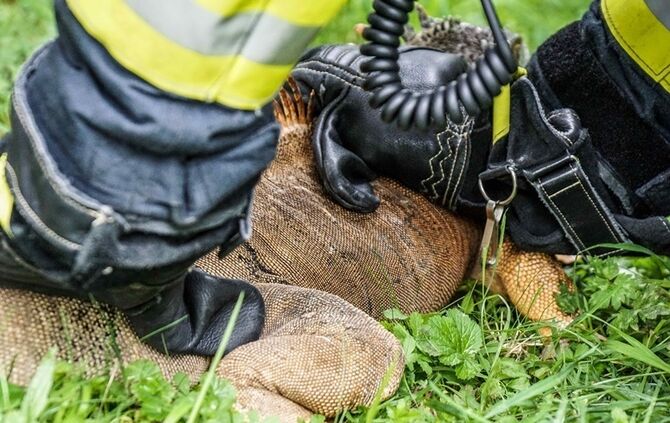 Leguan Freddy auf Entdeckungstour – Feuerwehr holt ihn vom Baum - Bild 11_10