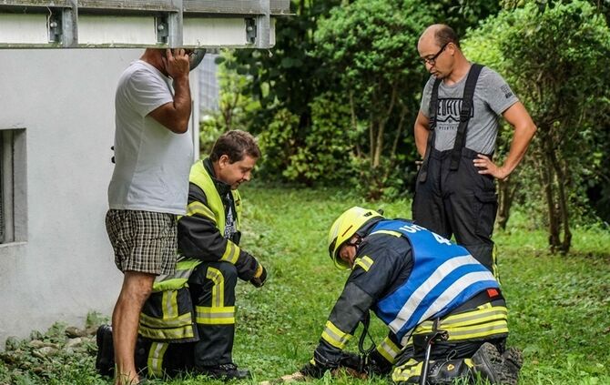 Leguan Freddy auf Entdeckungstour – Feuerwehr holt ihn vom Baum - Bild 16_15