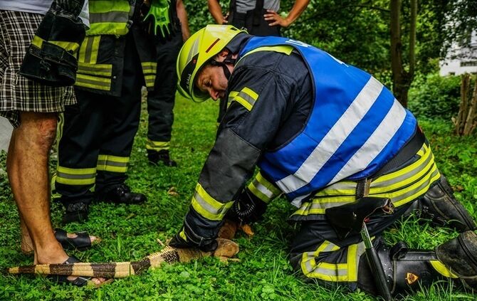 Leguan Freddy auf Entdeckungstour – Feuerwehr holt ihn vom Baum - Bild 21_20