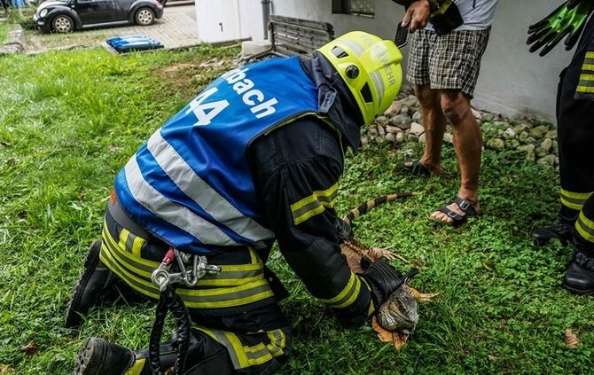 Leguan Freddy auf Entdeckungstour – Feuerwehr holt ihn vom Baum - Bild 22_21