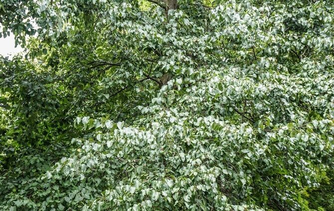 Leguan Freddy auf Entdeckungstour – Feuerwehr holt ihn vom Baum - Bild 23_22