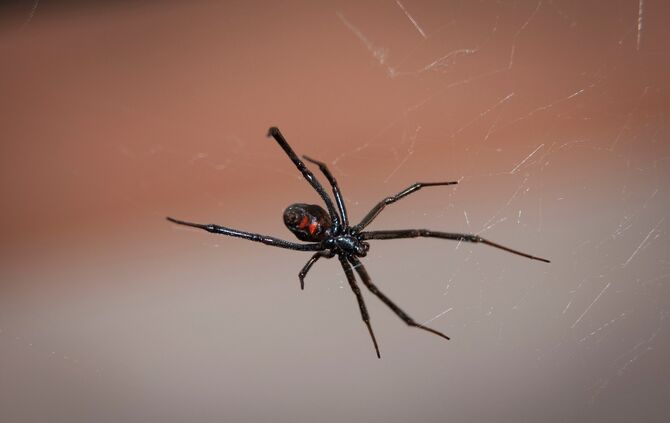 Spinne Schwarze Witwe Giftspinne_0