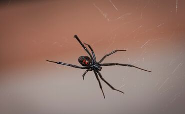 Spinne Schwarze Witwe Giftspinne_0