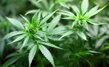 Cannabis Marihuana Drogen Pflanze Plantage Symbol Symbolbild