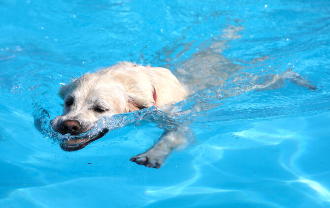 Hundebadetag Hundeschwimmen