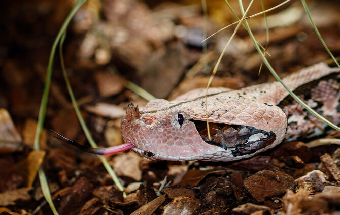 KW38a Gabunviper 16.09.2024 Harport (Bild 1)