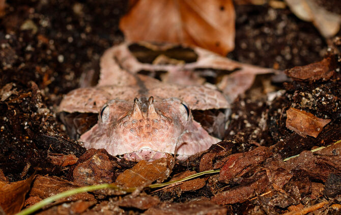 KW38a Gabunviper 16.09.2024 Harport (Bild 3)