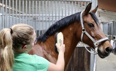 Reitverein Waiblingen