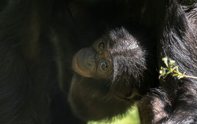 KW38b Bonobo-Baby Kasita verstorben 17.09.2024 Wilhelma Stuttgart