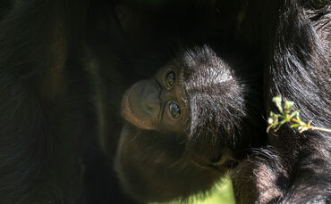 KW38b Bonobo-Baby Kasita verstorben 17.09.2024 Wilhelma Stuttgart
