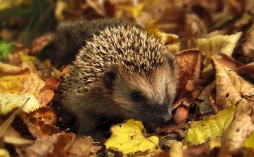 Igel im Laub