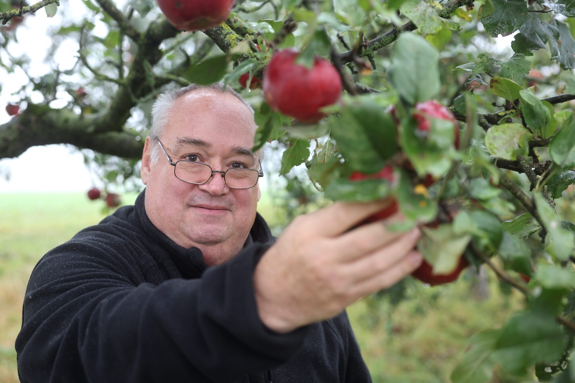 Leutenbach: Äpfel in diesem Jahr begehrt wie selten - das lockt Diebe ...