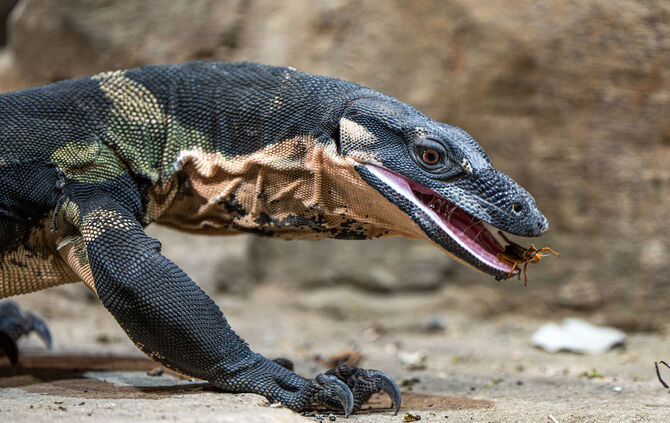 Seit Freitag, dem 20. September 2024 können in der Wilhelma zwei Buntwarane in ihrem neuen Großterrarium beobachtet werden