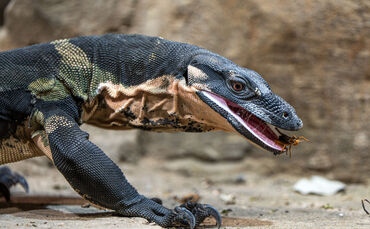 Seit Freitag, dem 20. September 2024 können in der Wilhelma zwei Buntwarane in ihrem neuen Großterrarium beobachtet werden