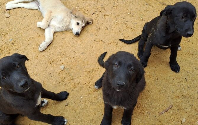 Vier Welpen in Tunesien