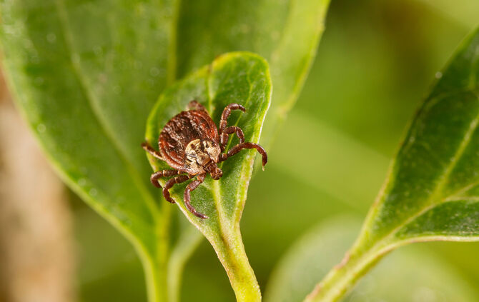 Zecke auf Blatt