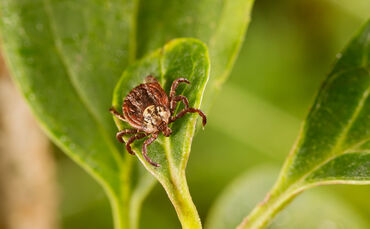 Zecke auf Blatt