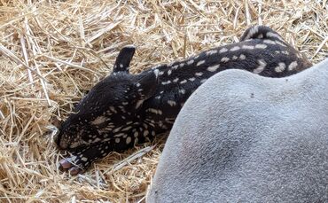 Das am 04. Oktober geborene Tapirkalb, Geschlecht noch unbekannt.