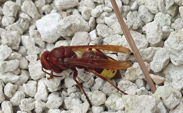 Orientalische Hornisse