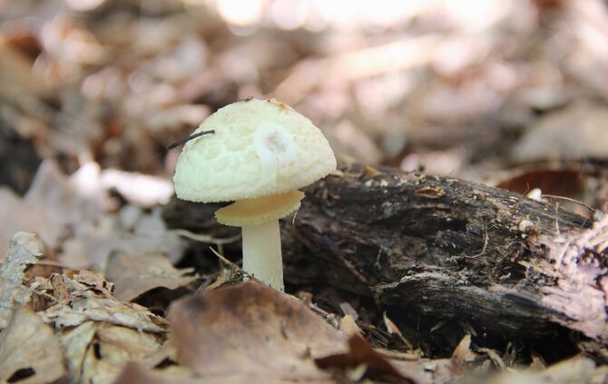 pilze sammeln