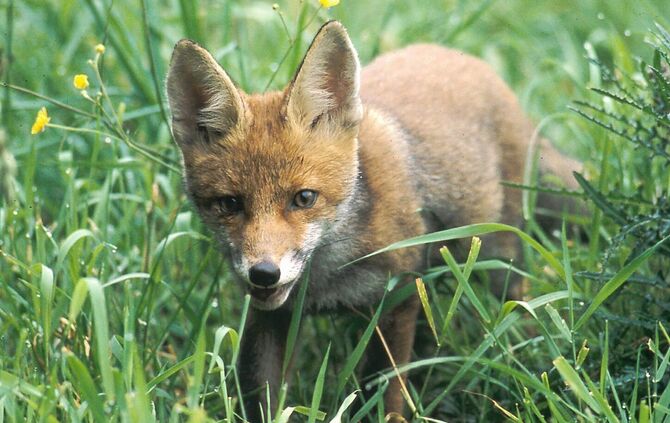 Fuchs Rotfuchs Foto: Siegel/DJV