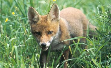 Fuchs Rotfuchs Foto: Siegel/DJV