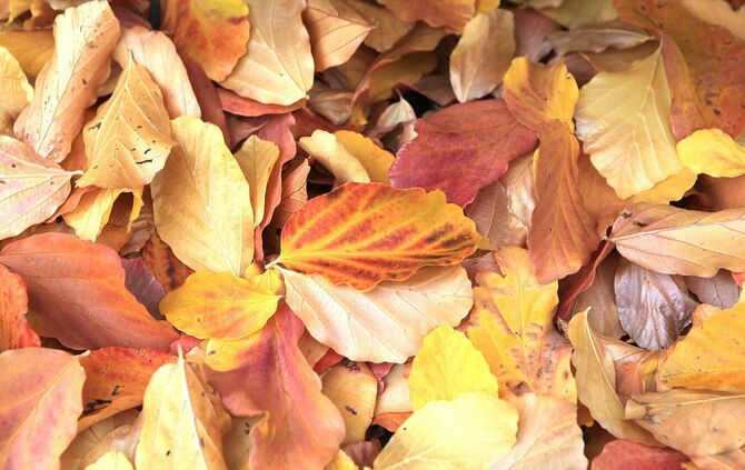 Schmucki Schmuckbild  "Mit verLaub, es ist Herbst"  - nur farbig...