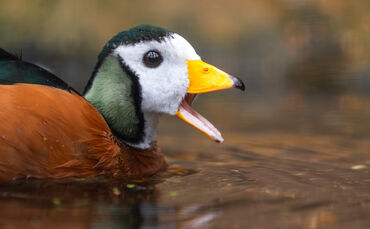 KW43a Afrikanische Zwergglanzente_männlich_Meierjohann (Bild 1)