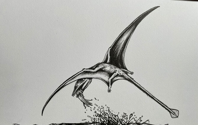 5_Illustration_Campylognathoides_Samuel Cooper