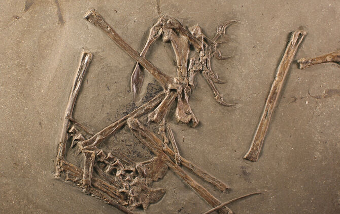 2_Flugsaurier_Dorygnathus_Fossil_SMNS, S. Cooper